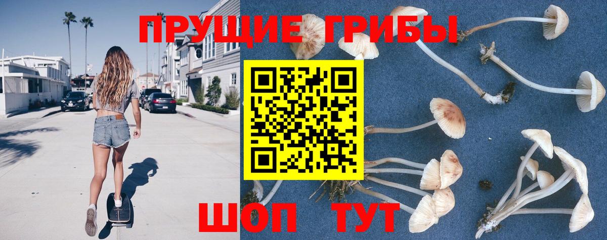 Отрадный  где найти наркотики  Вход с VPN  Галлюциногенные грибы Psilocybine cubensis 